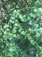 Carissa bispinosa zambesiensis