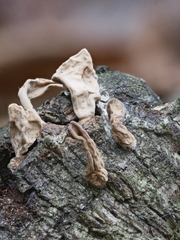 Macrotyphula contorta