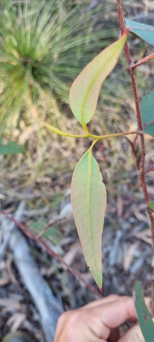 Image of Needlebark by (c) murrayoke, some rights reserved (CC BY)