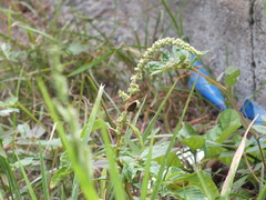 Amaranthus
