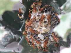 Polistes crinitus