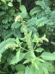 Ocimum gratissimum gratissimum