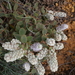 Lachnostachys ferruginea - Photo (c) Chris Close, some rights reserved (CC BY-NC), uploaded by Chris Close