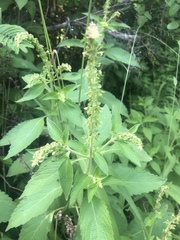 Ocimum gratissimum gratissimum