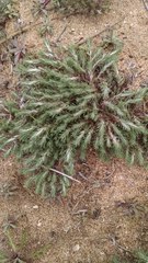 Cardionema ramosissimum