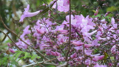 Tanaecium dichotomum