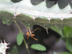 Polistes crinitus
