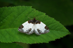 Mesoleuca albicillata