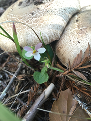 Viola ocellata
