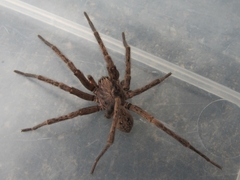 Uliodon albopunctatus