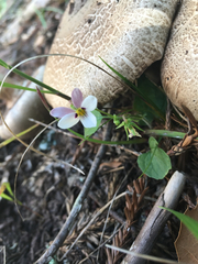 Viola ocellata