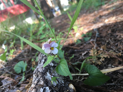 Viola ocellata