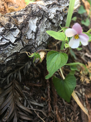 Viola ocellata