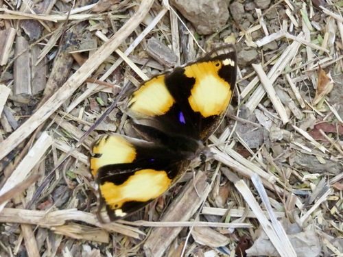 African Yellow Pansy