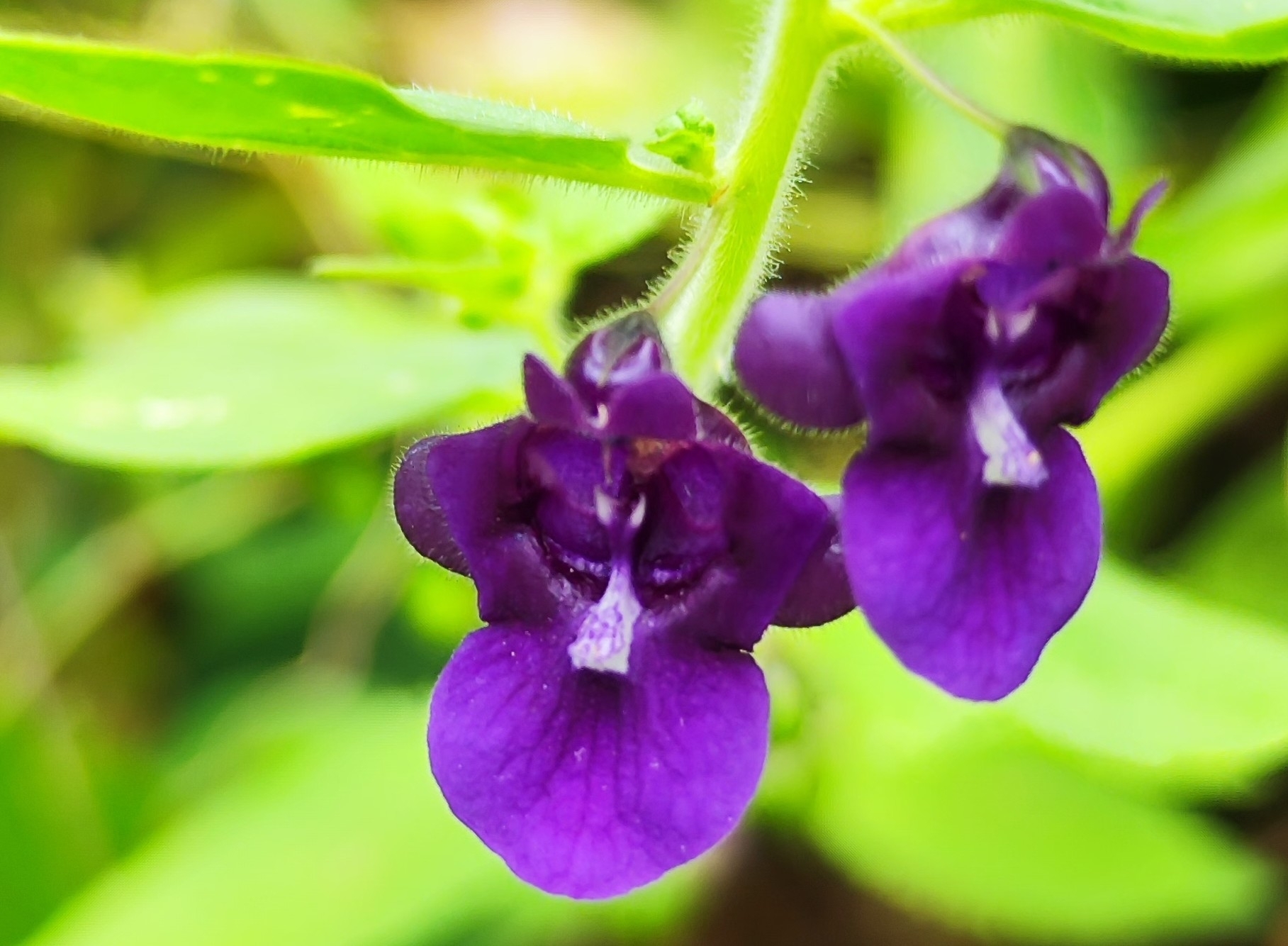 Angelonia pubescens