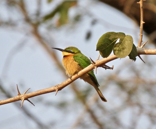 Little Bee-eater