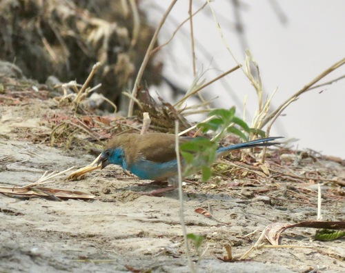 Southern Cordonbleu