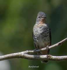 Buff-Throated Purpletuft photo 3