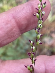 Feather grass (Anthenantia)