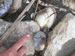 Sinanodonta woodiana