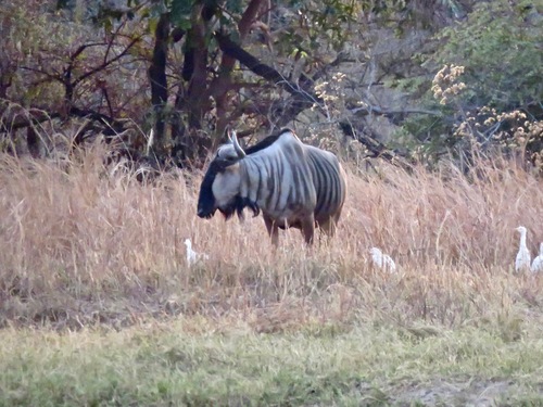 Cookson's Wildebeest