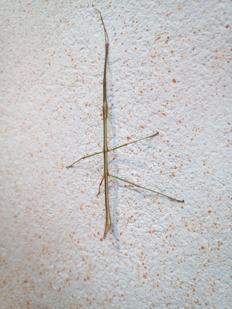 Canuleius pedestris