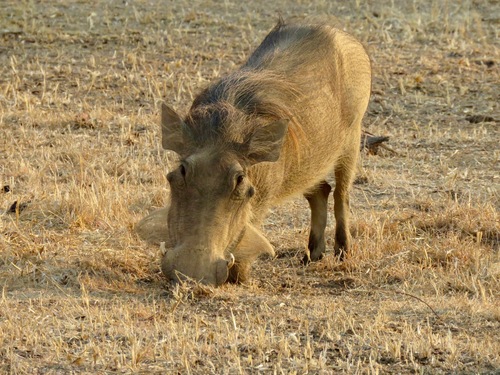 Southern Warthog