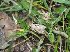 Semioscopis steinkellneriana
