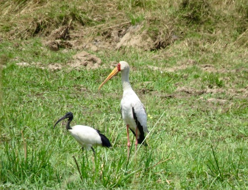 Yellow-billed Stork