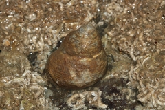 Vetigastropoda