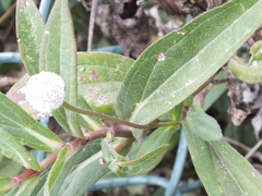 Spilanthes urens