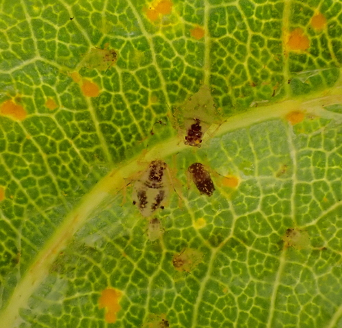 Aphid