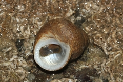 Vetigastropoda