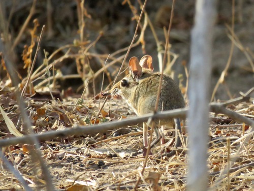 Zambezi Four-toed Sengi