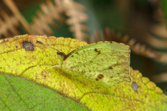 Abaeis salome jamapa