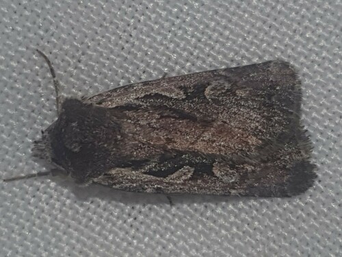 Heath Rustic