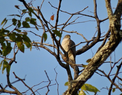 Little Sparrowhawk