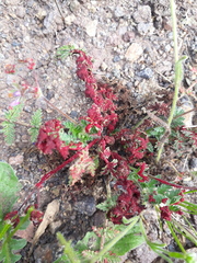 Synchytrium papillatum