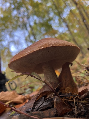 Deer Lick Shelter Trail
