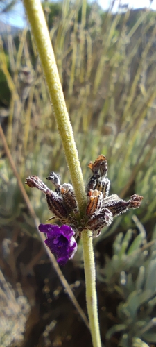 Image of Lavandula lanata by (c) Santiago Martín-Bravo, some rights reserved (CC BY)