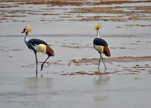 Gray Crowned-Crane
