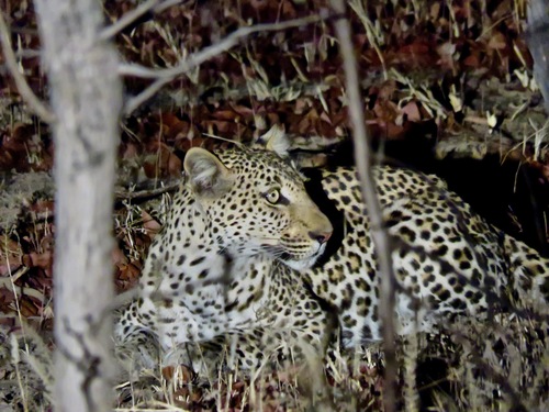 African Leopard