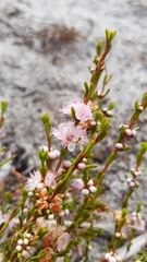 Hypocalymma strictum