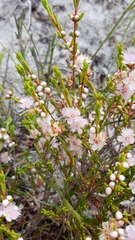 Hypocalymma strictum