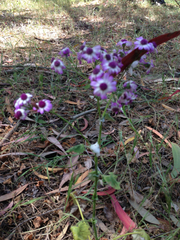 Pericallis × hybrida