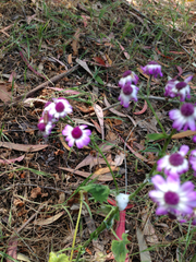 Pericallis × hybrida