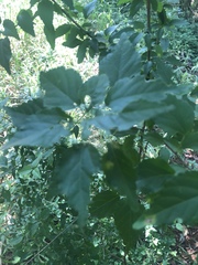 Acalypha glabrata glabrata