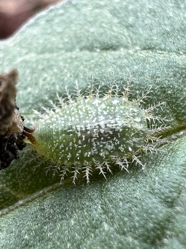 Eggplant Tortoise Beetle