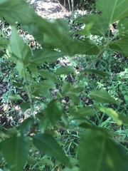 Acalypha glabrata glabrata