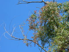 Muehlenbeckia sagittifolia